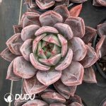 Echeveria Champagne - Image 2