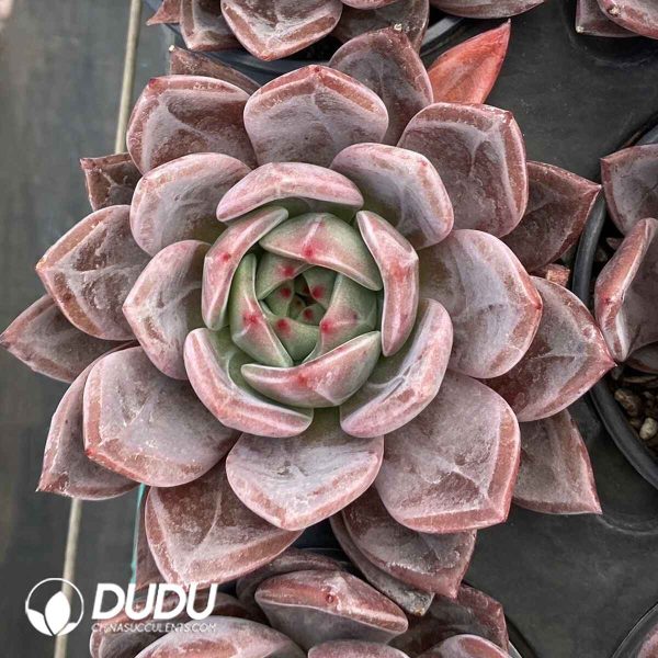 Echeveria Champagne - Image 2