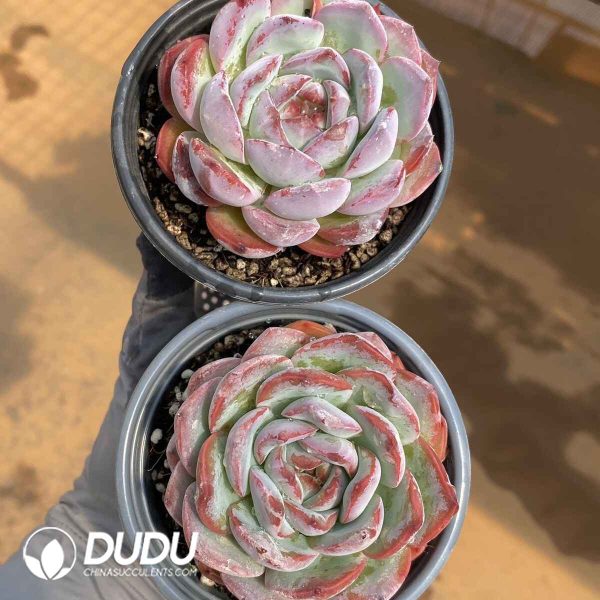 Echeveria Strawberry Almond - Image 2