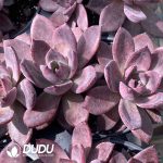 Echeveria Brown Sugar Double Head - Image 2