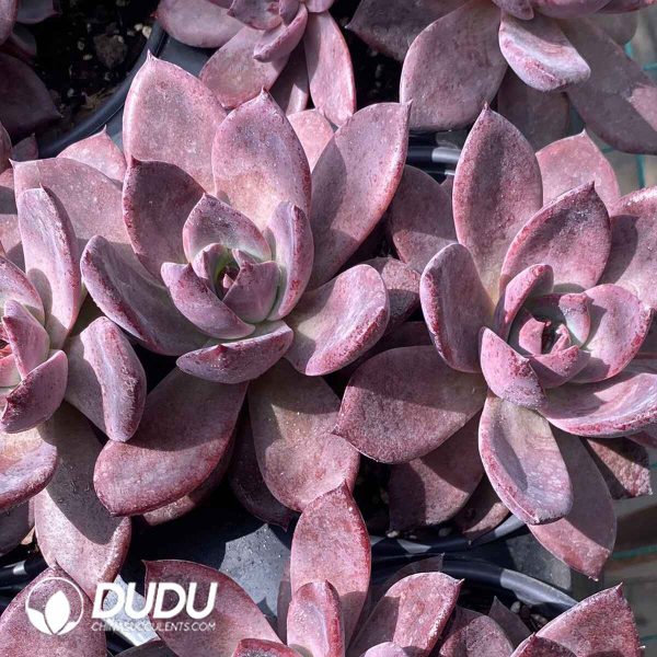 Echeveria Brown Sugar Double Head - Image 2