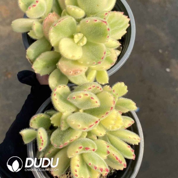 Cotyledon Tomentosa - Image 2