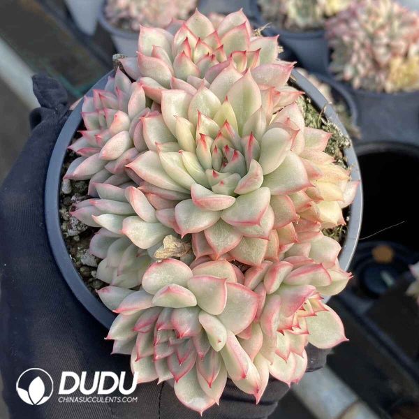 Echeveria Mebina Variegated Clustering - Image 2