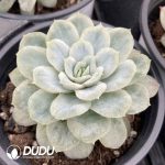 Echeveria Hades - Image 2