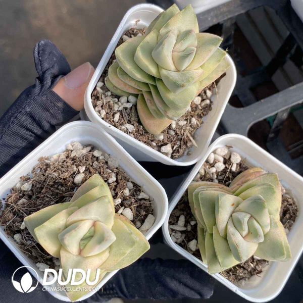 Crassula Moonglow Variegated - Image 2