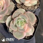 Echeveria Lake Baikal Variegated - Image 2