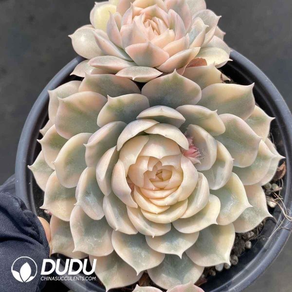 Echeveria Onslow Variegated Double Heads - Image 2