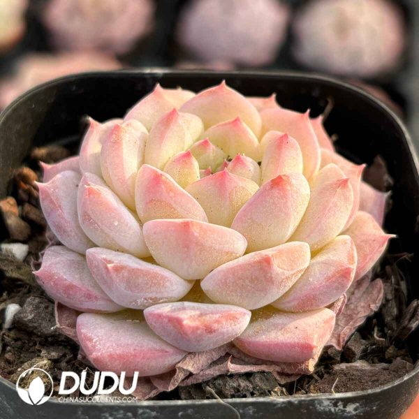 Echeveria Dream Barbie - Image 2