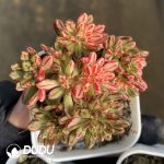 Aeonium Sedifolium Variegated Clustering - Image 2