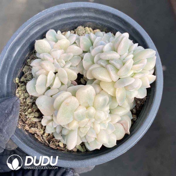 Echeveria Exotic Variegated Cristata - Image 2