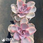 Echeveria Rainbow - Image 2