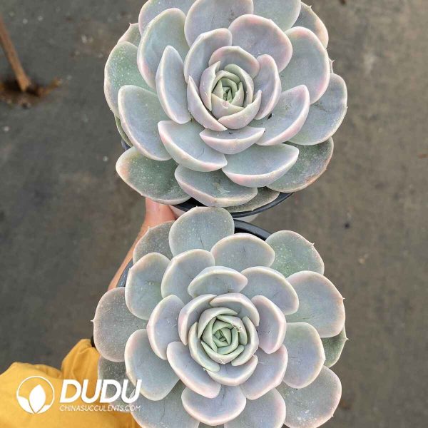 Echeveria Blue Surprise Variegated - Image 2