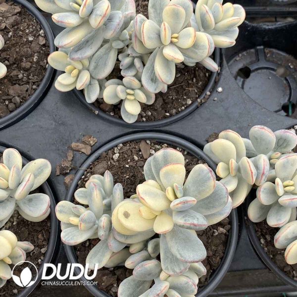 Cotyledon Orbiculata Variegated - Image 2