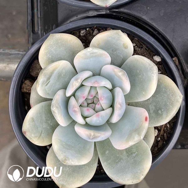 Echeveria Monroe Variegated - Image 2