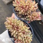 Echeveria Ek Soul Variegated Cristata - Image 2