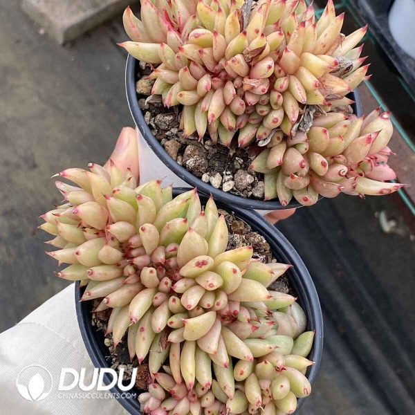 Echeveria Ek Soul Variegated Cristata - Image 2