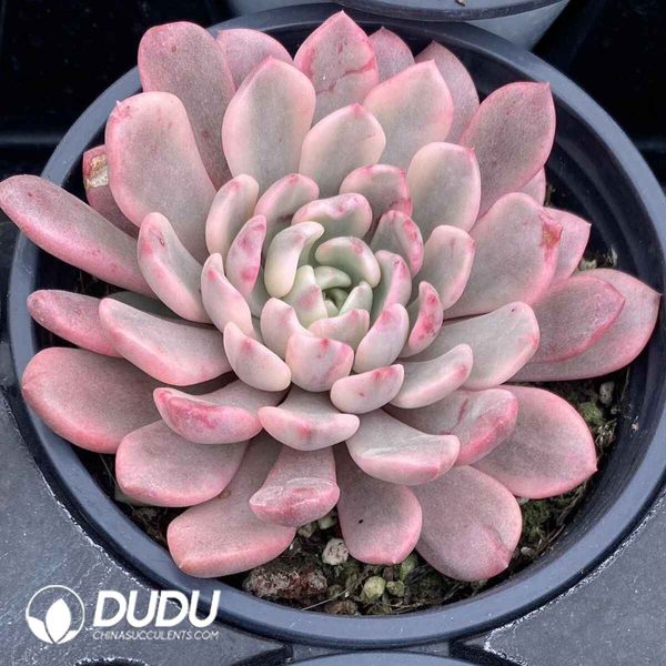 Echeveria Ruby Variegated - Image 2