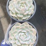 Echeveria Snow Ball Variegated - Image 2