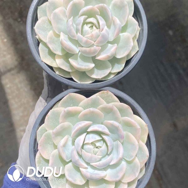 Echeveria Snow Ball Variegated - Image 2