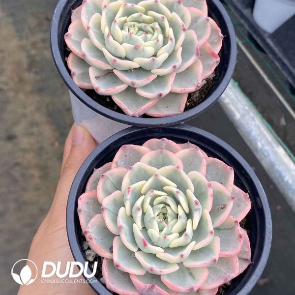 Echeveria Nana Mini Hook Variegated - Image 2