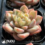 Echeveria Ocean Star Green - Image 2