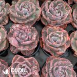 Echeveria Beyonce Variegated - Image 2