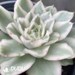 Echeveria Purple Butterfly Variegated - Image 2