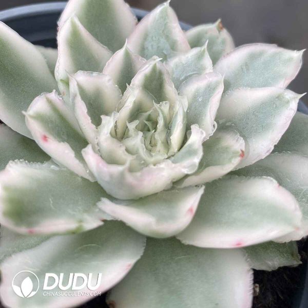 Echeveria Purple Butterfly Variegated - Image 2