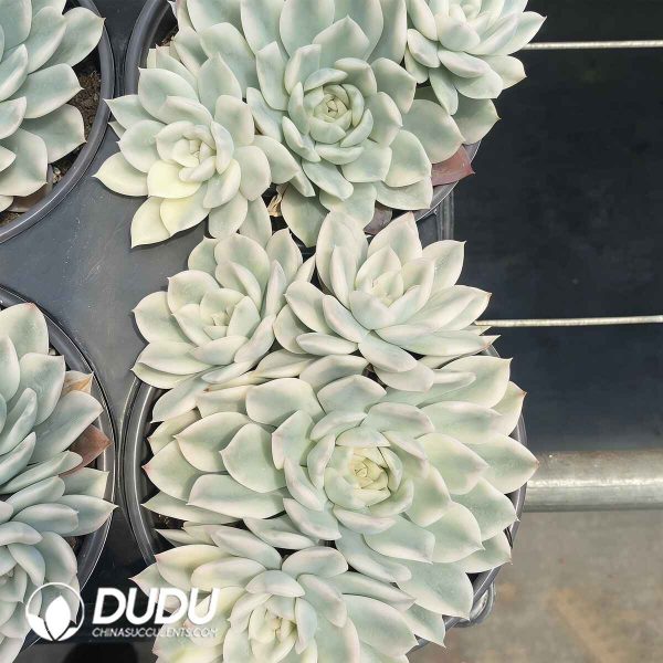 Echeveria Moon Fairy Variegated Clustering - Image 2