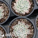 Echeveria Violet Variegated - Image 2
