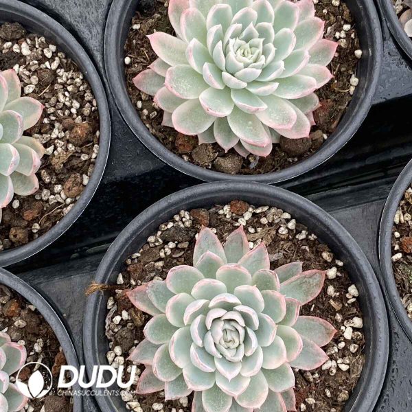 Echeveria Violet Variegated - Image 2