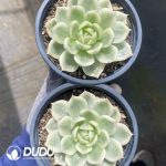 Echeveria Butterfly Variegated - Image 2