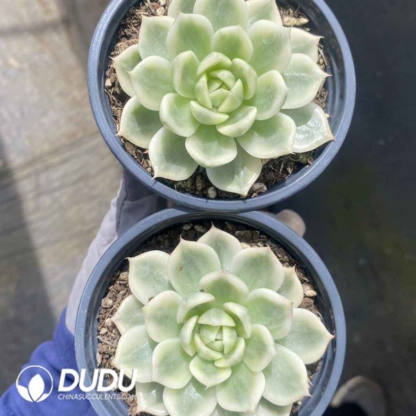 Echeveria Butterfly Variegated - Image 2