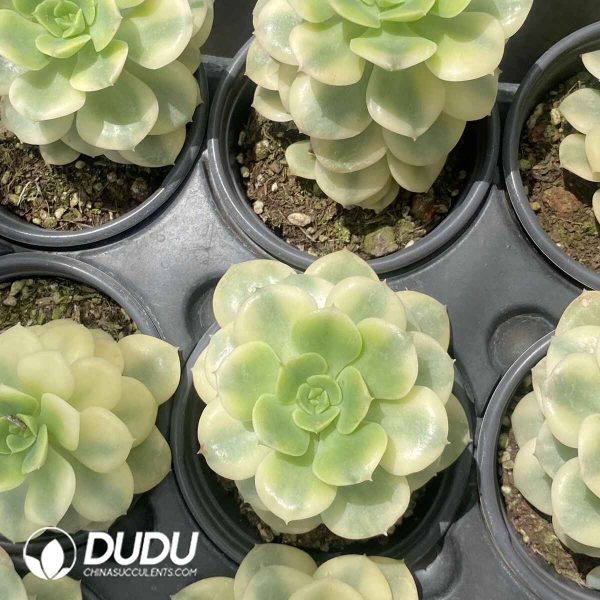 Echeveria Nicksana Variegated - Image 2