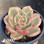 Echeveria Azure - Image 2