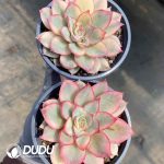Echeveria Moon Goddess Variegated - Image 2