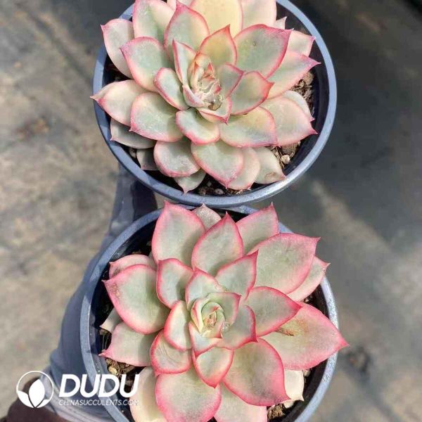 Echeveria Moon Goddess Variegated - Image 2