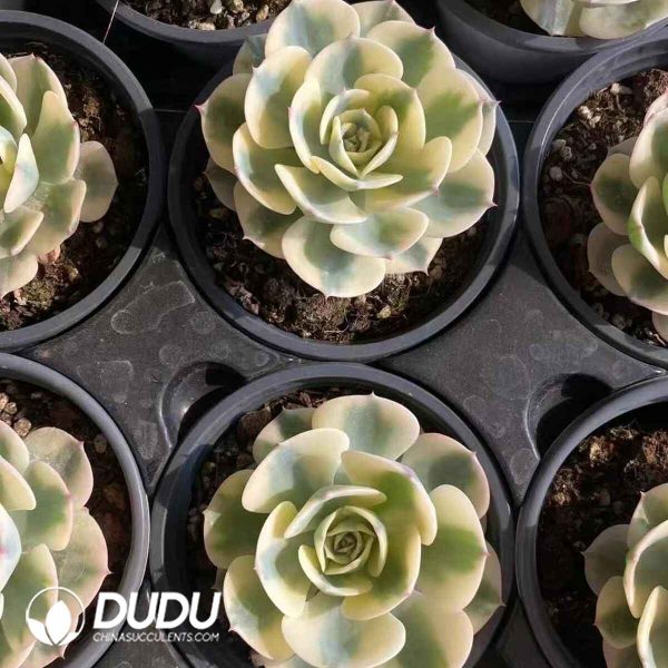 Echeveria Lenore Dean Variegated - Image 2