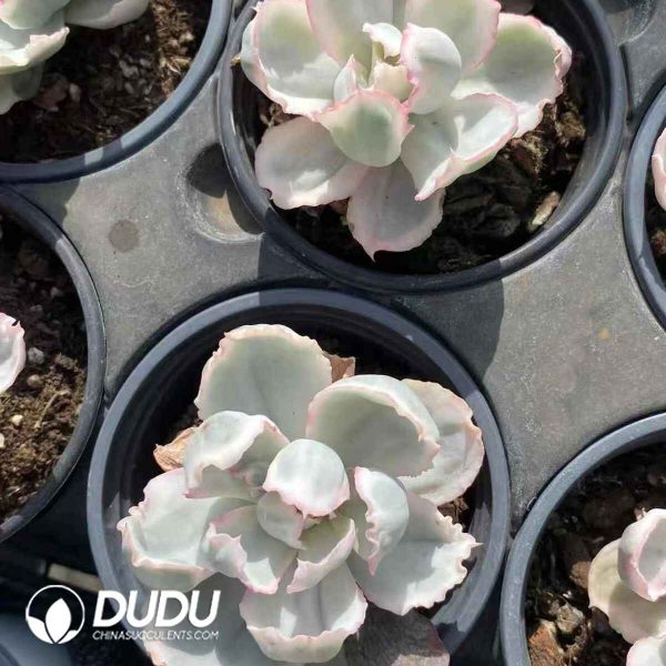 Echeveria Berkeley Variegated - Image 2