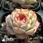 Echeveria Sugar Heart Velvet - Image 2
