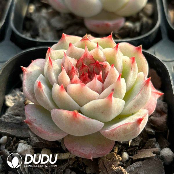 Echeveria Sugar Heart Velvet - Image 2