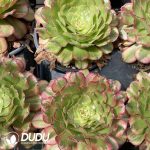 Aeonium Tsar - Image 2