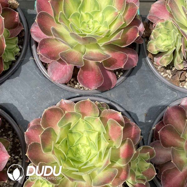 Aeonium Shaohua - Image 2