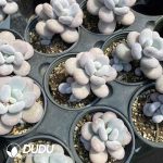 Graptopetalum Amethystinum - Image 2