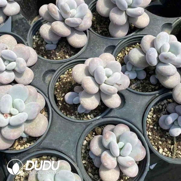 Graptopetalum Amethystinum - Image 2