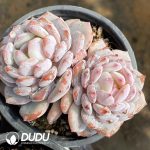 Echeveria Jade Lotus Double Heads - Image 2