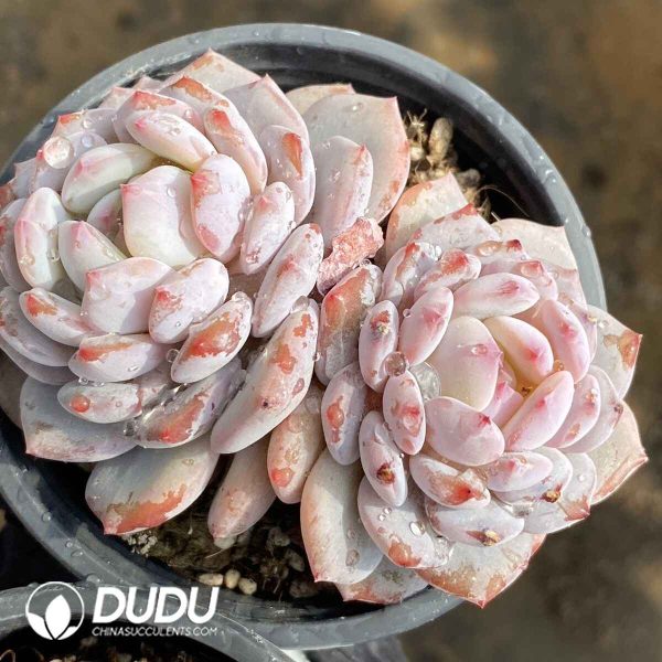 Echeveria Jade Lotus Double Heads - Image 2