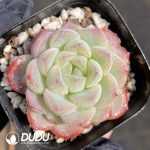 Echeveria Subing - Image 2