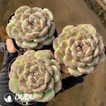 Echeveria Black Sand Beach - Image 2