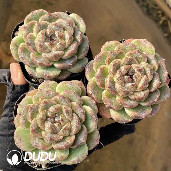 Echeveria Black Sand Beach - Image 2